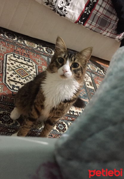Tekir Kedi, Kedi  archie fotoğrafı