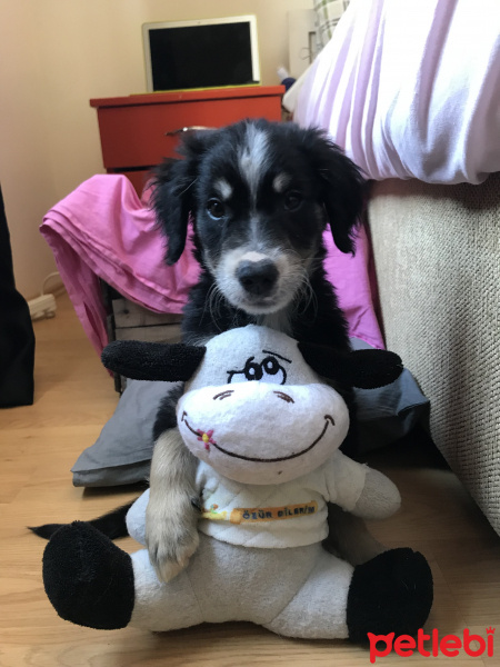 Border Collie, Köpek  Hankey fotoğrafı