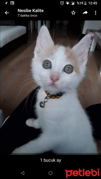 Van Kedisi, Kedi  Pamuk fotoğrafı