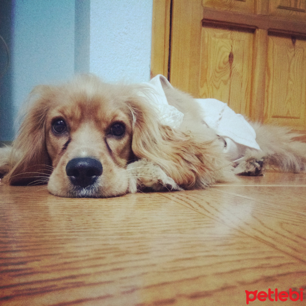 Amerikan Cocker Spaniel, Köpek  Oddie fotoğrafı