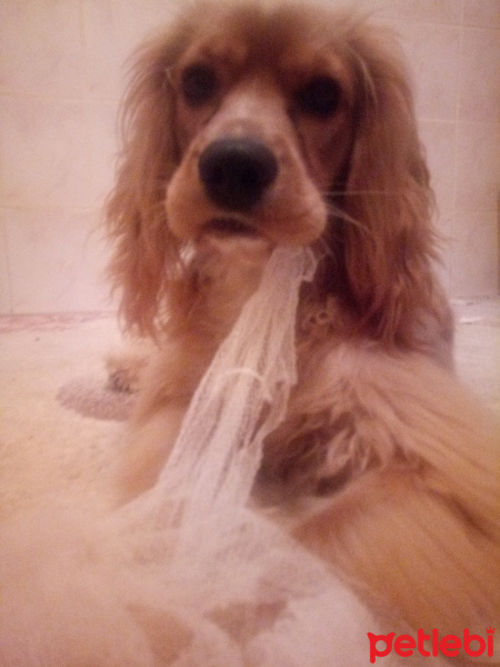 Amerikan Cocker Spaniel, Köpek  Oddie fotoğrafı