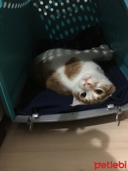 Sarman, Kedi  Güneş fotoğrafı