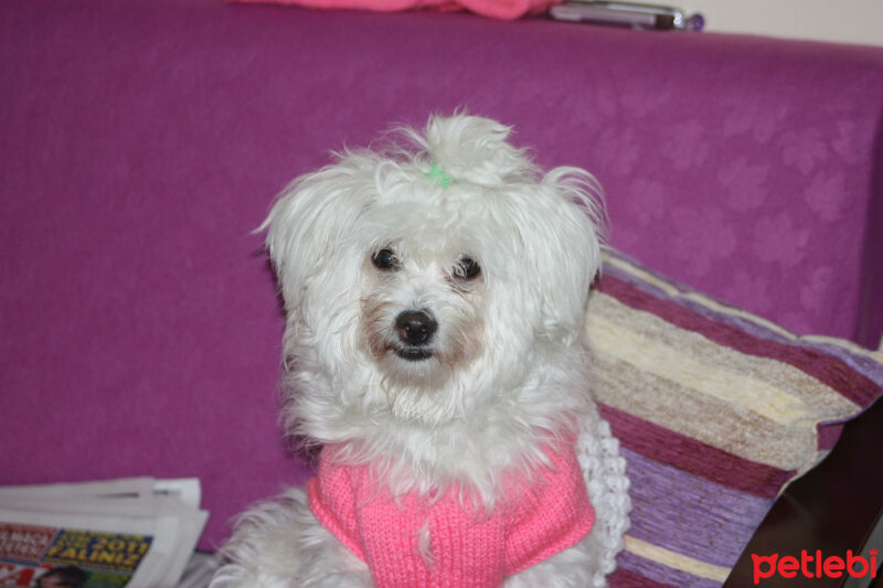 Maltese, Köpek  Şila fotoğrafı