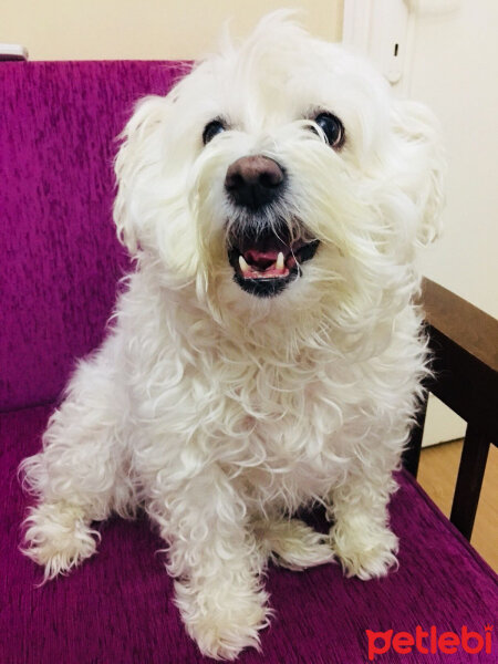 Maltese, Köpek  Şila fotoğrafı