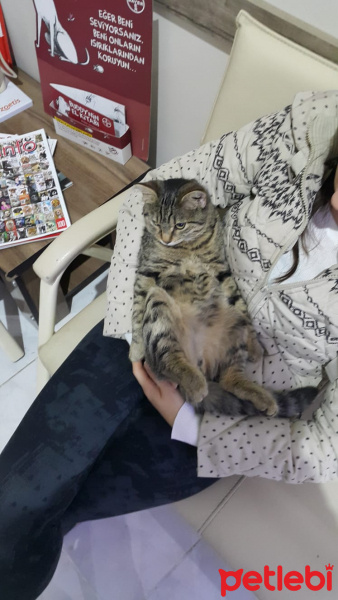 Tekir Kedi, Kedi  celibon fotoğrafı