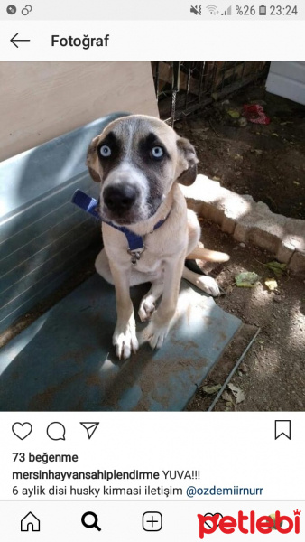 Sokö (Sokak Köpeği), Köpek  Ismi yok fotoğrafı