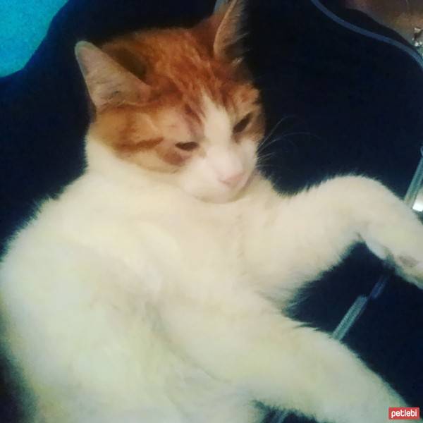 Ankara Kedisi, Kedi  patican  fotoğrafı