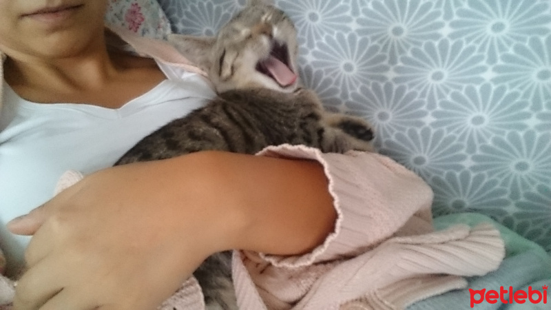 Tekir Kedi, Kedi  PANTEN fotoğrafı