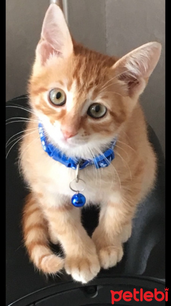 Tekir Kedi, Kedi  Aziz fotoğrafı