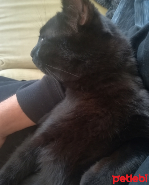 Bombay, Kedi  Gırgır fotoğrafı