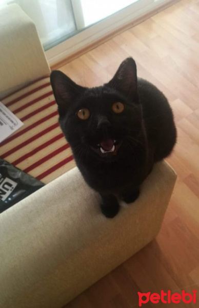 Bombay, Kedi  Gırgır fotoğrafı