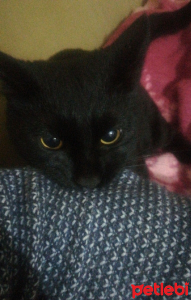 Bombay, Kedi  Gırgır fotoğrafı