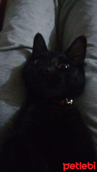 Bombay, Kedi  Gırgır fotoğrafı