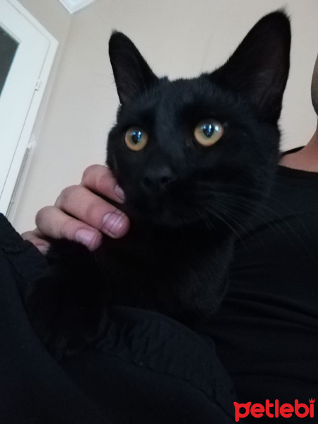 Bombay, Kedi  Gırgır fotoğrafı