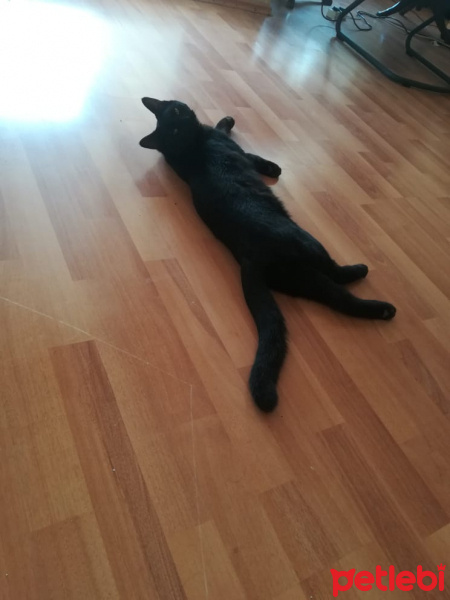 Bombay, Kedi  Gırgır fotoğrafı