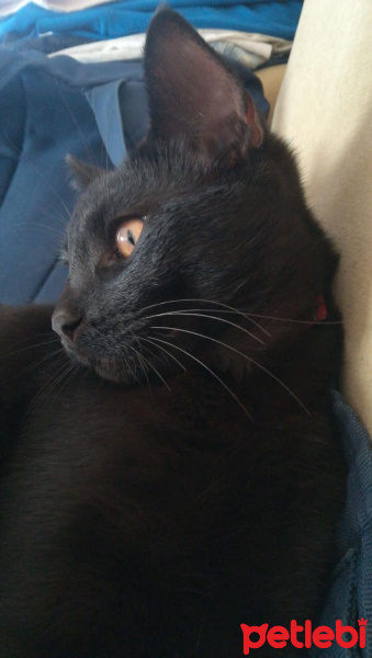 Bombay, Kedi  Gırgır fotoğrafı