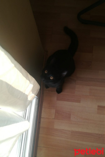 Bombay, Kedi  Gırgır fotoğrafı