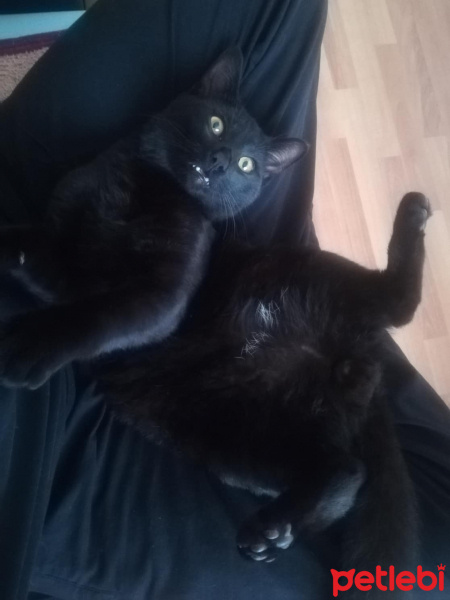 Bombay, Kedi  Gırgır fotoğrafı
