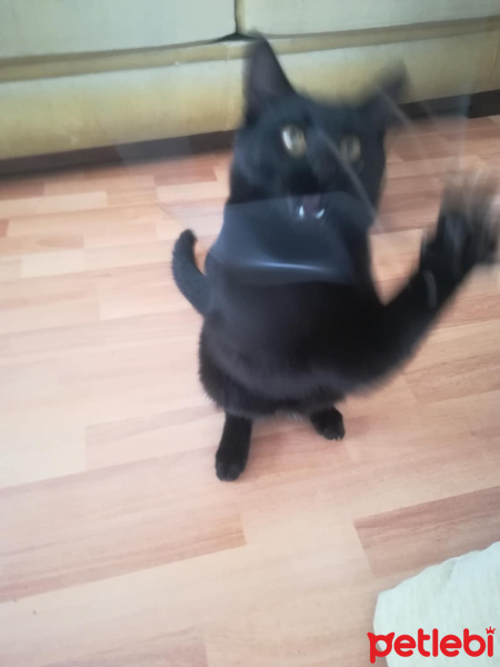 Bombay, Kedi  Gırgır fotoğrafı