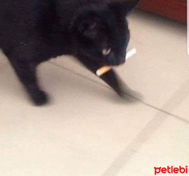 Bombay, Kedi  Gırgır fotoğrafı