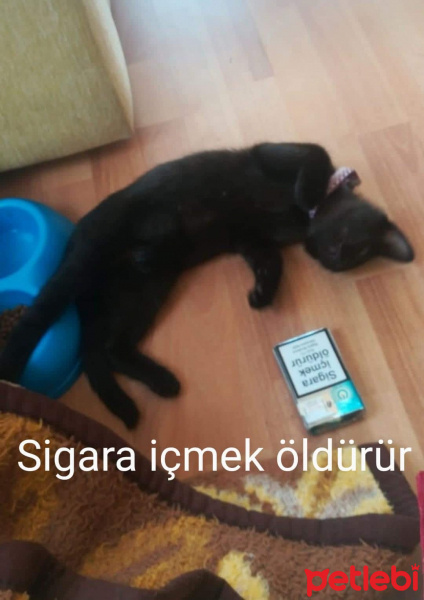 Bombay, Kedi  Gırgır fotoğrafı