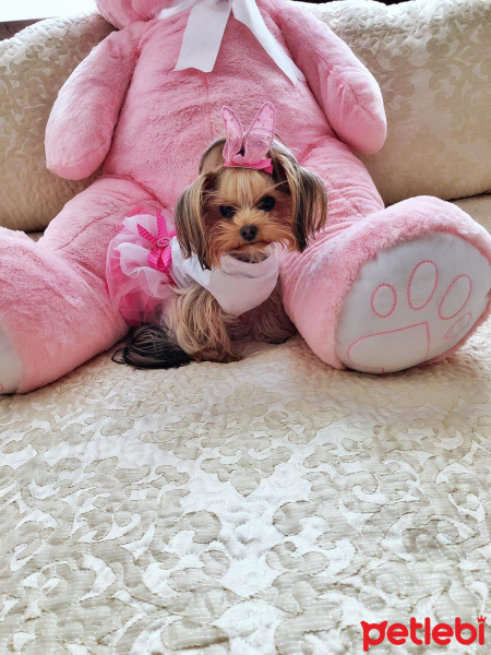 Yorkshire Terrier, Köpek  Misha fotoğrafı