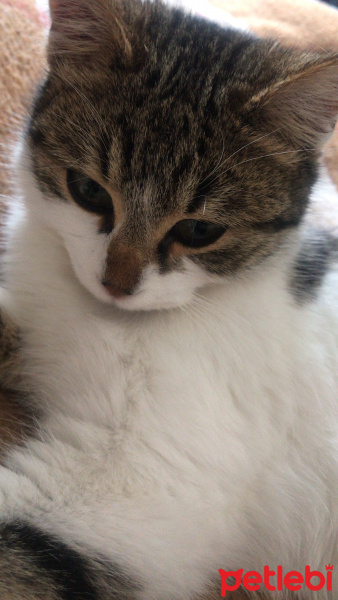 Tekir Kedi, Kedi  Freddie fotoğrafı