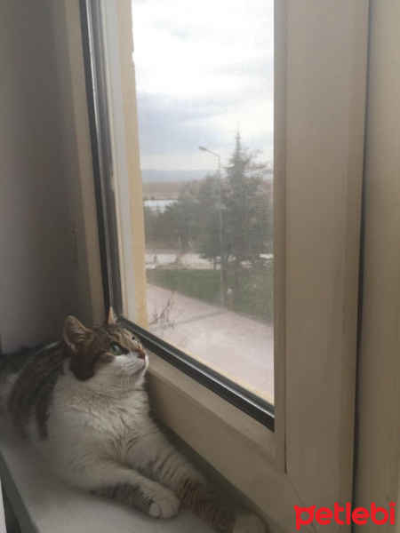 Tekir Kedi, Kedi  Freddie fotoğrafı