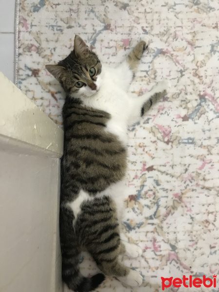 Tekir Kedi, Kedi  Freddie fotoğrafı