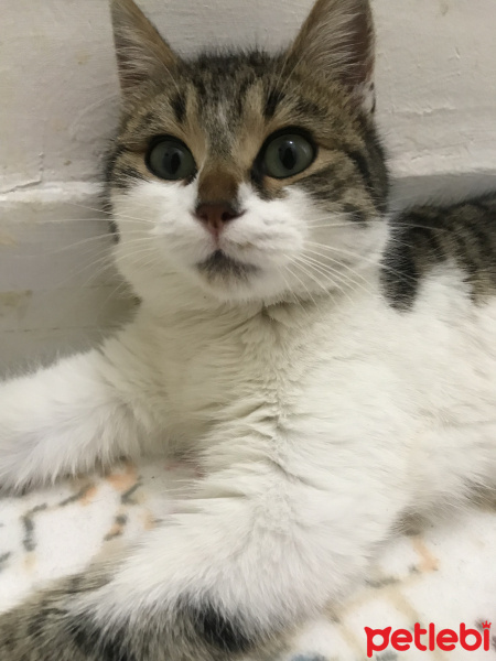 Tekir Kedi, Kedi  Freddie fotoğrafı