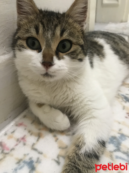 Tekir Kedi, Kedi  Freddie fotoğrafı