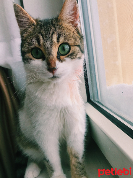 Tekir Kedi, Kedi  Freddie fotoğrafı