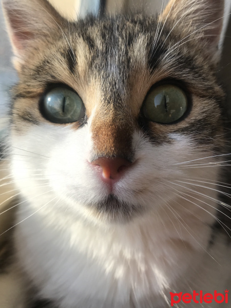 Tekir Kedi, Kedi  Freddie fotoğrafı