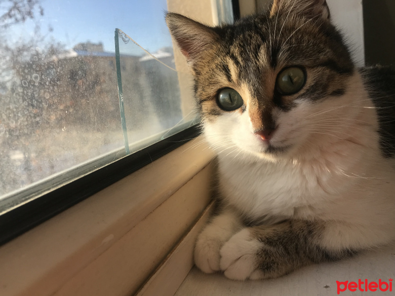 Tekir Kedi, Kedi  Freddie fotoğrafı