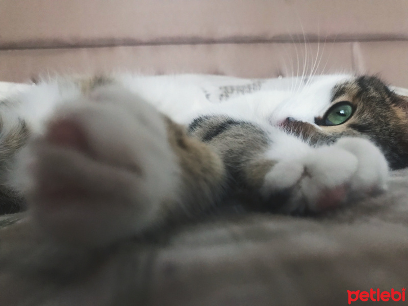 Tekir Kedi, Kedi  Freddie fotoğrafı