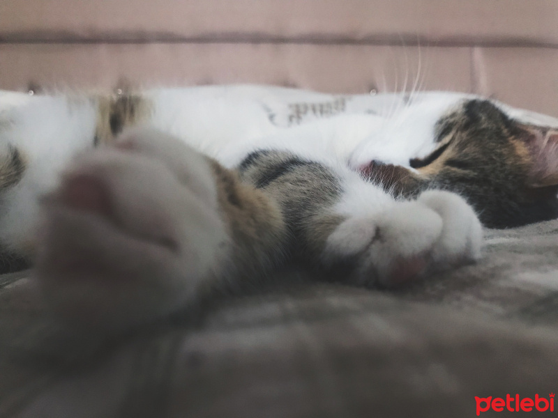 Tekir Kedi, Kedi  Freddie fotoğrafı