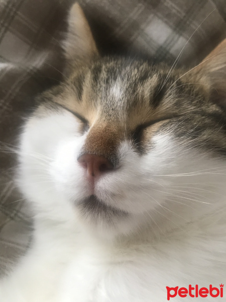 Tekir Kedi, Kedi  Freddie fotoğrafı