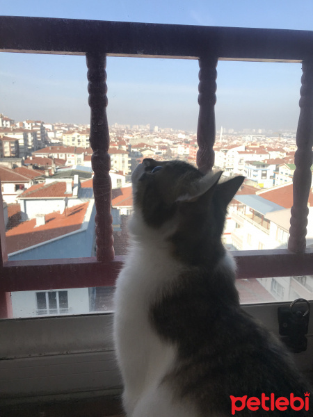 Tekir Kedi, Kedi  Freddie fotoğrafı