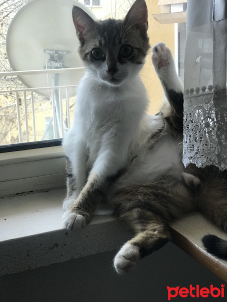 Tekir Kedi, Kedi  Freddie fotoğrafı