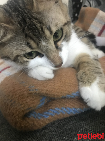 Tekir Kedi, Kedi  Freddie fotoğrafı