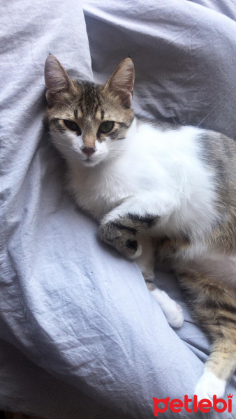 Tekir Kedi, Kedi  Freddie fotoğrafı