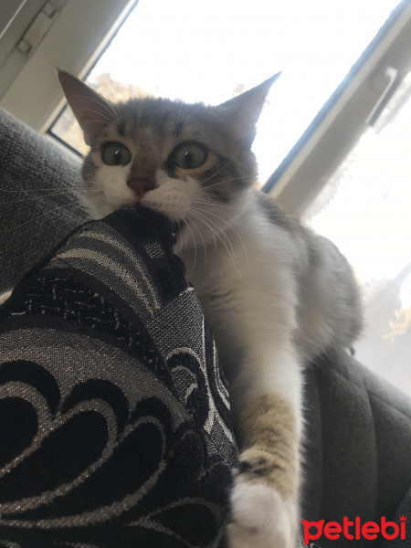 Tekir Kedi, Kedi  Freddie fotoğrafı