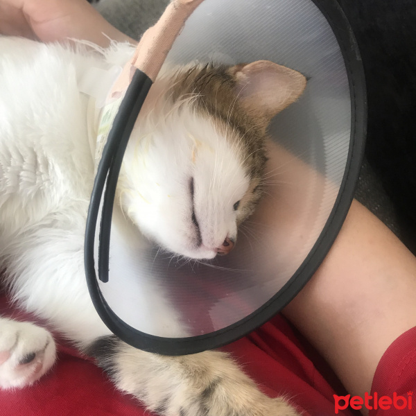 Tekir Kedi, Kedi  Freddie fotoğrafı