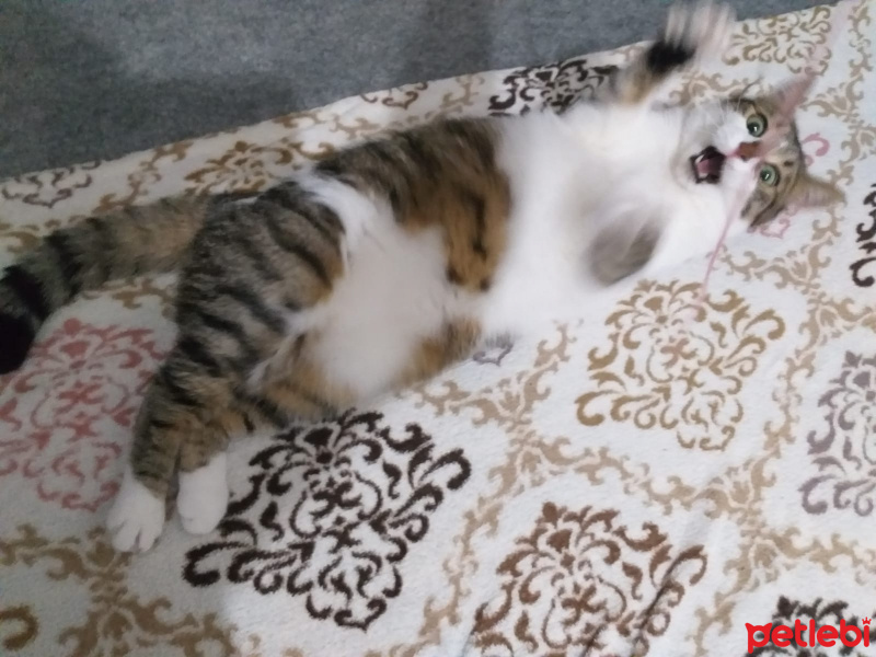 Tekir Kedi, Kedi  Freddie fotoğrafı