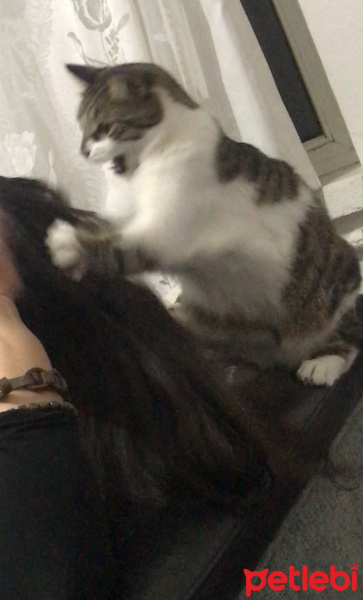Tekir Kedi, Kedi  Freddie fotoğrafı