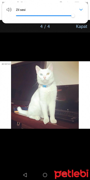 Van Kedisi, Kedi  Eros fotoğrafı