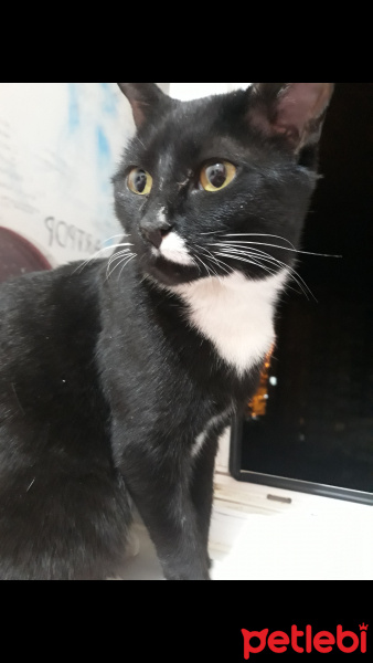 Ankara Kedisi, Kedi  Karakız fotoğrafı