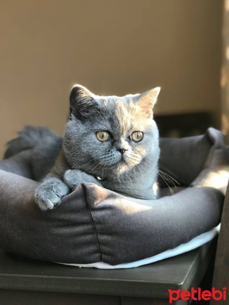 British Shorthair, Kedi  Herkül fotoğrafı