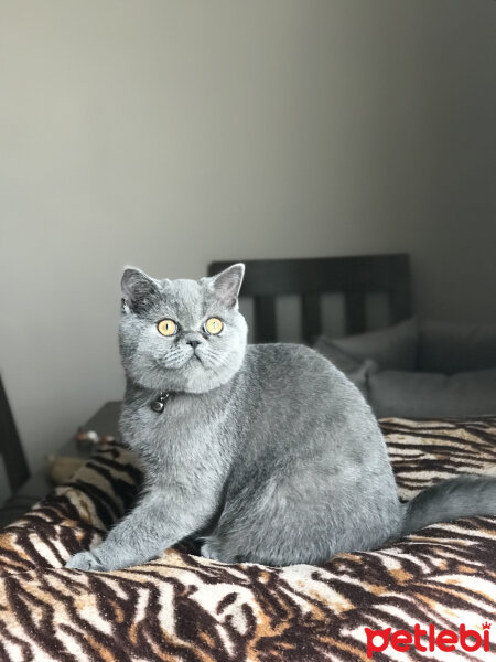 British Shorthair, Kedi  Herkül fotoğrafı