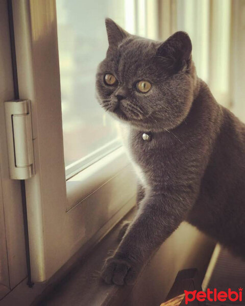 British Shorthair, Kedi  Herkül fotoğrafı